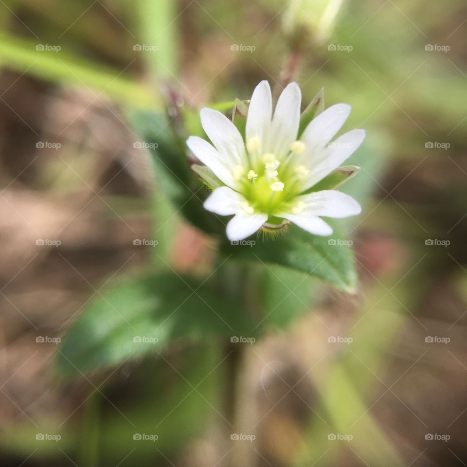 Tiny white flower