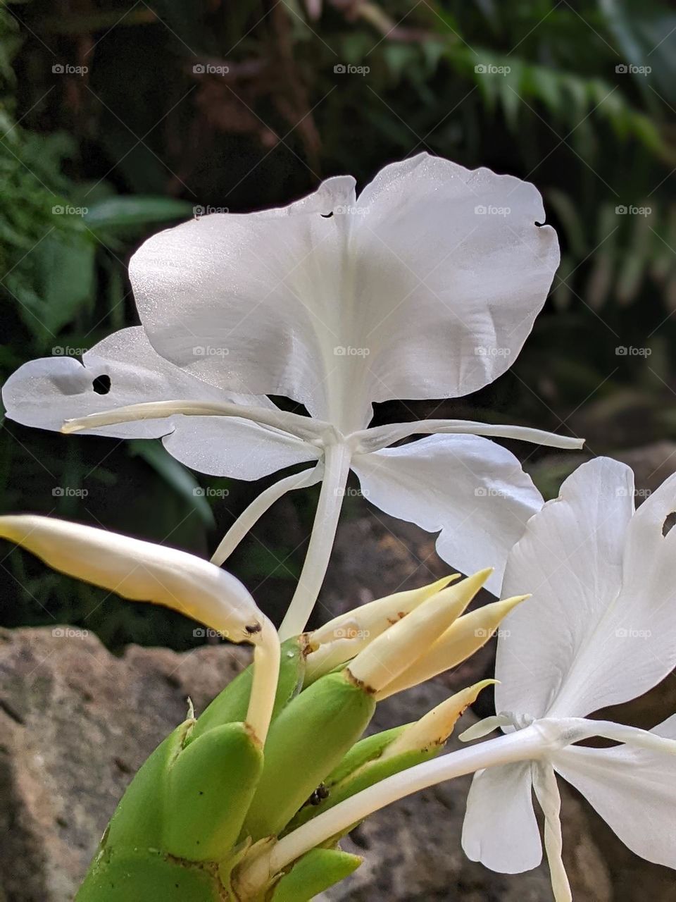 white ginger lily