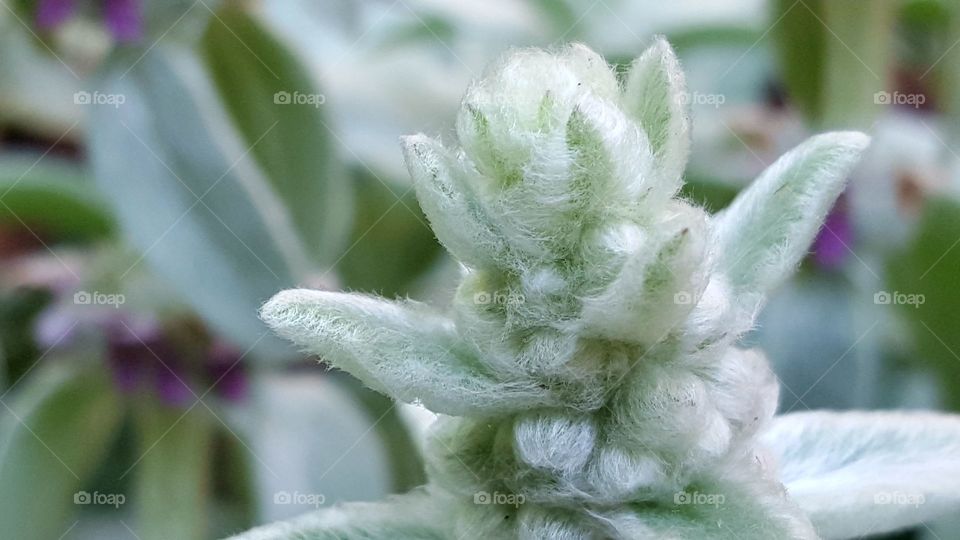 Lambs Ear