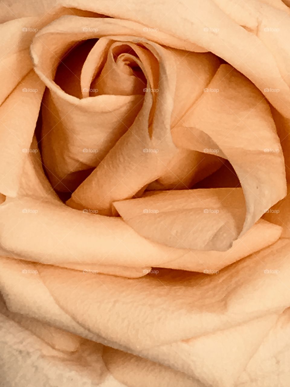 Close up of rose