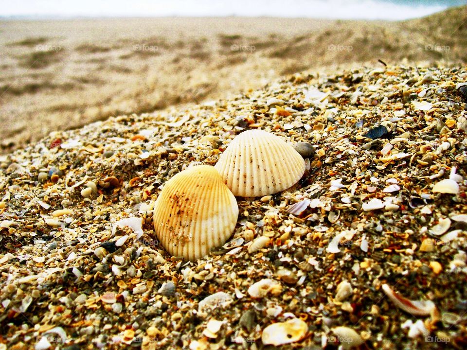 Shells on the beach 