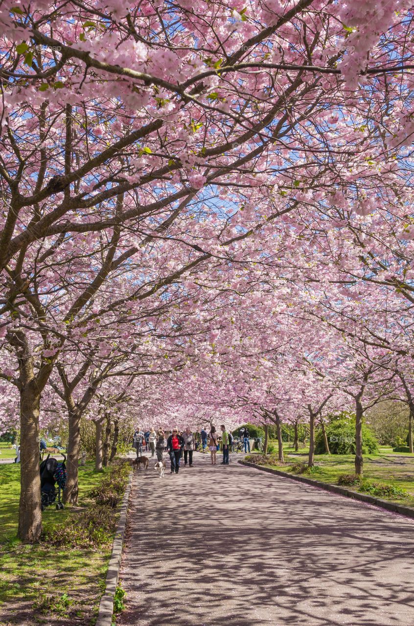 Pink park