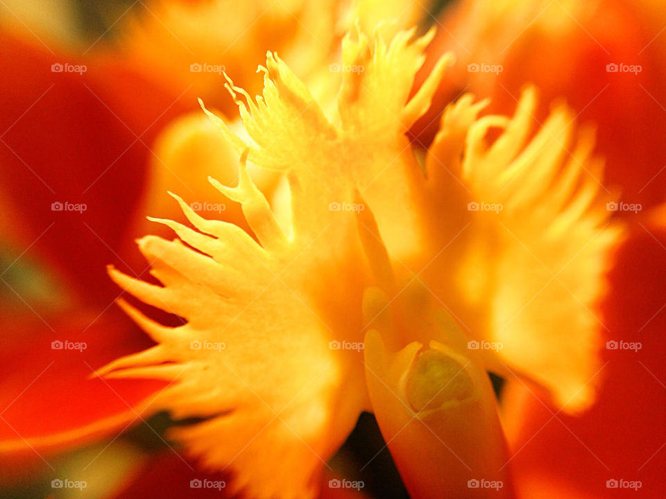 flowers flower macro orange by susanmcintire