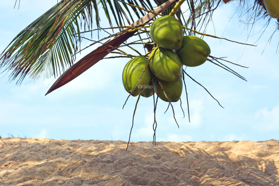 Coconut tree at the beach