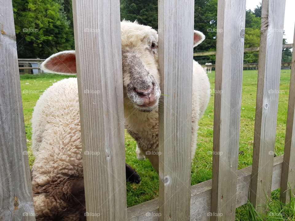 baby sheep