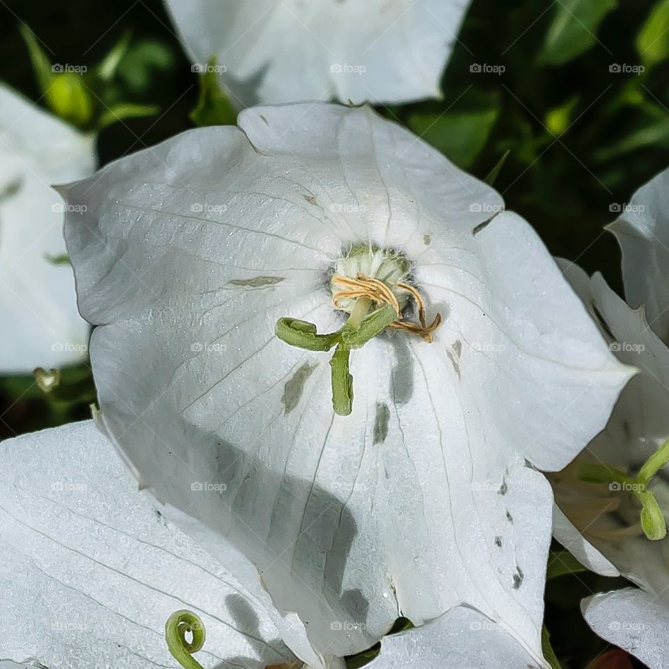 Beautiful white flower in this macro shot
