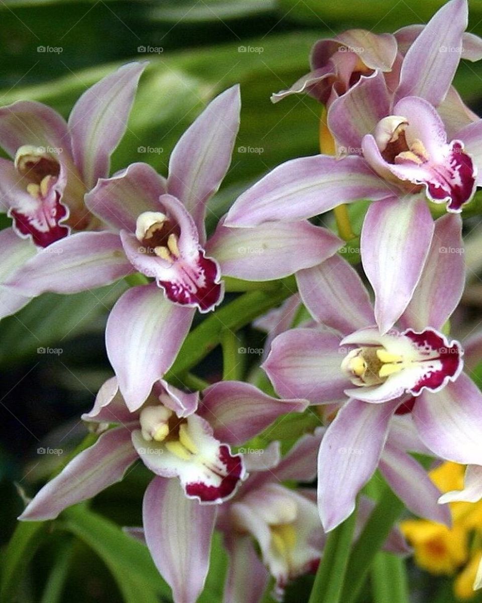 Orchids