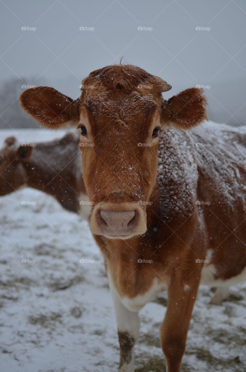 A winter's cow. Cow on a cold, snowy, winter's day