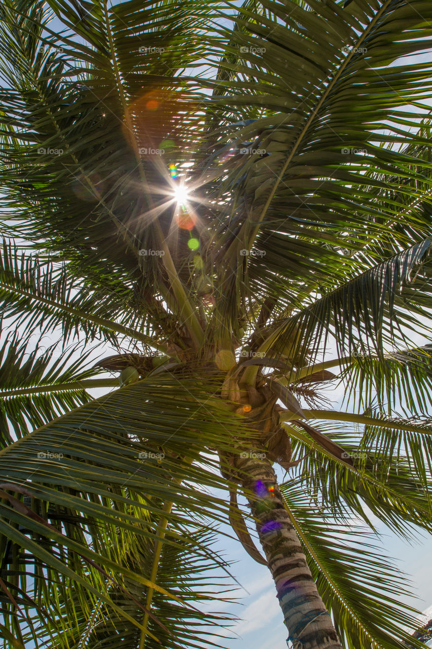 Palm Tree with Sun Burst. Looking up at Palm
