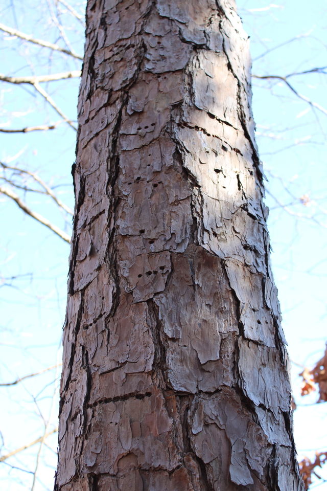 This Pines bark is worse than its bite