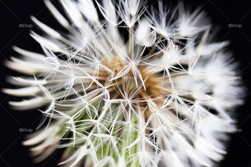 Dried dandelion macro