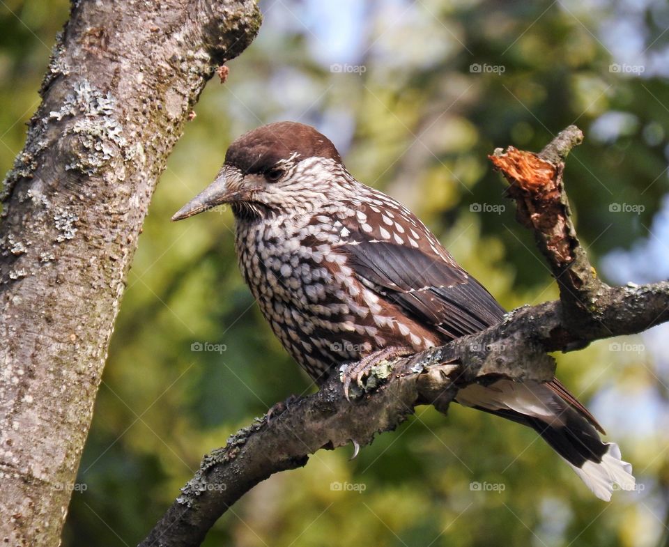 Nutcracker sits on a branch in the forest