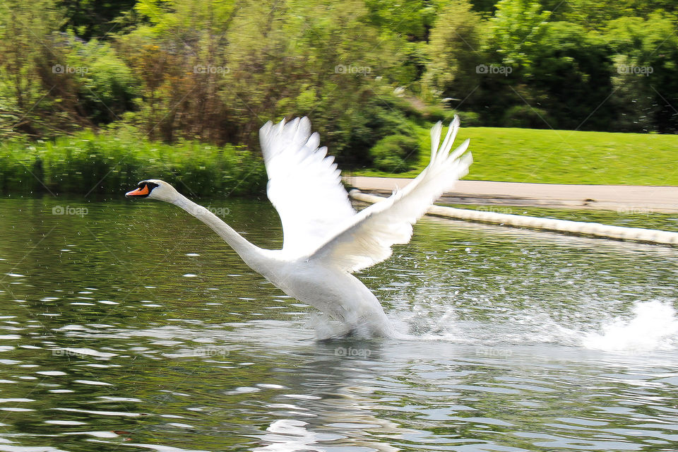 Swan Takeoff! shot at Serpintine lake in London