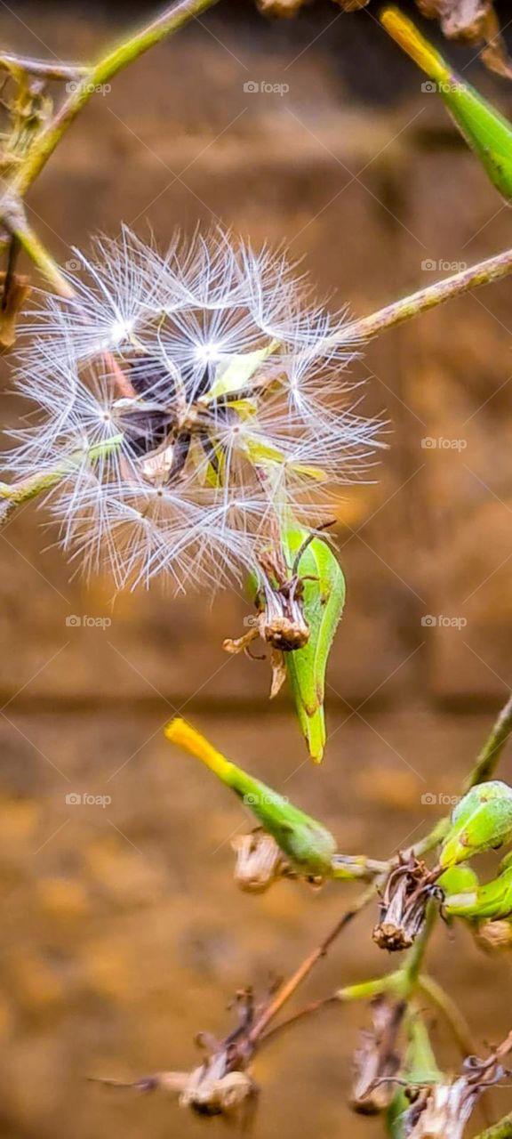 Dandelion
Dente-de-Leão