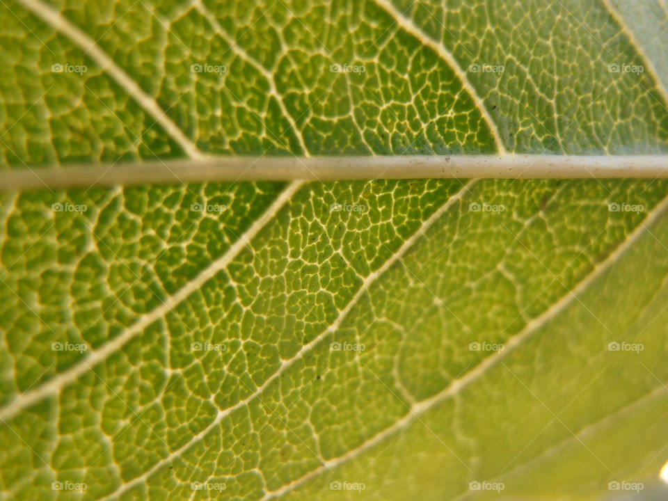 A Leaf Close Up