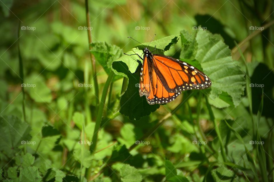 Butterfly enjoying the sun. 