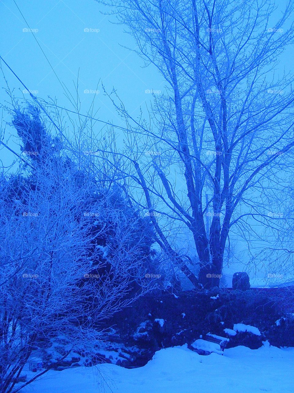 Blue winter