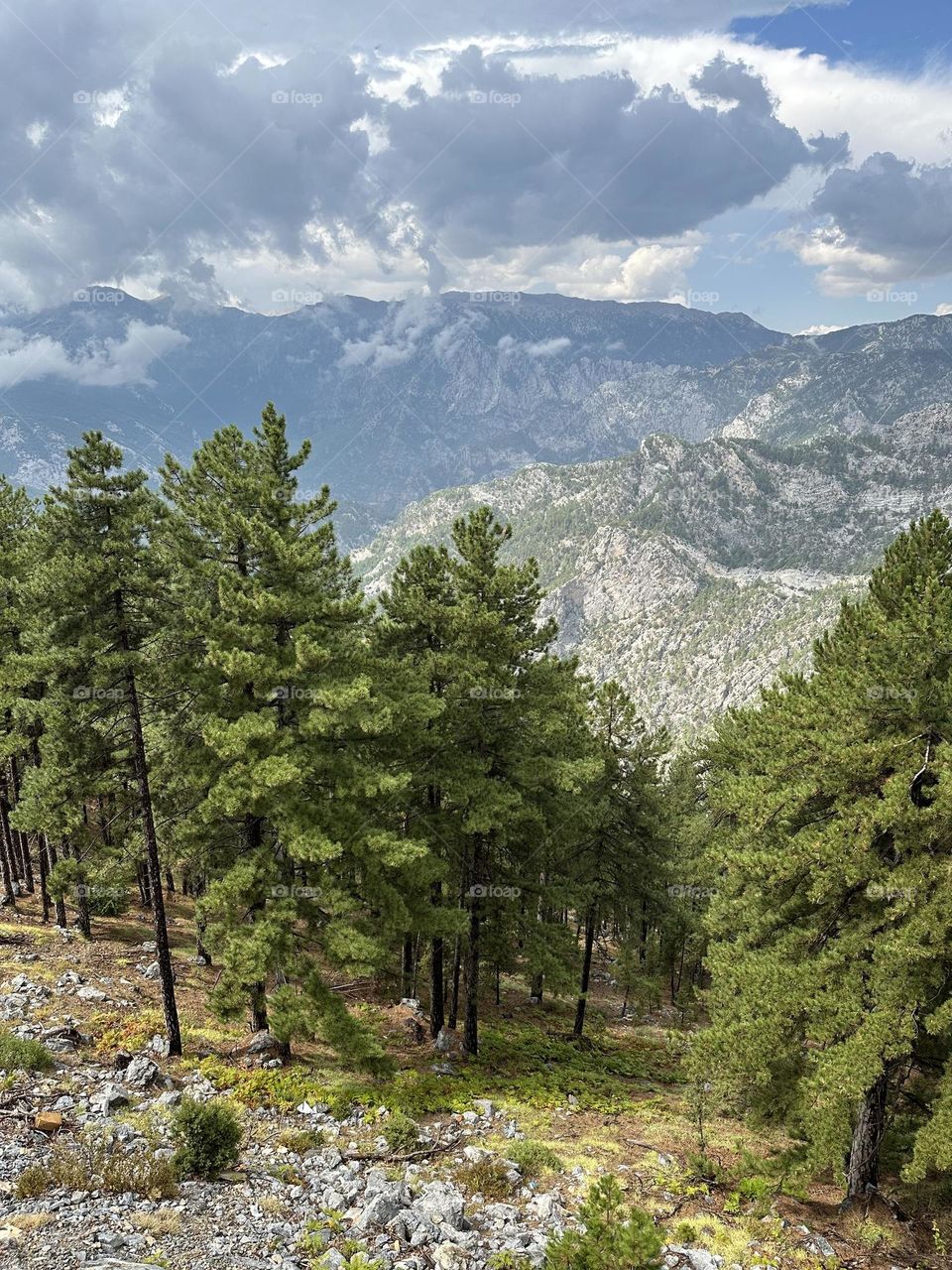 Прекрасный лес в горах. Forest in the mountains. Turkey.