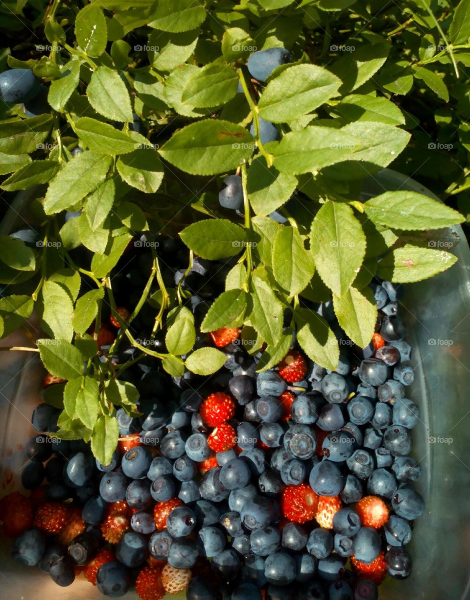 Fruit, Leaf, Berry, Nature, Food