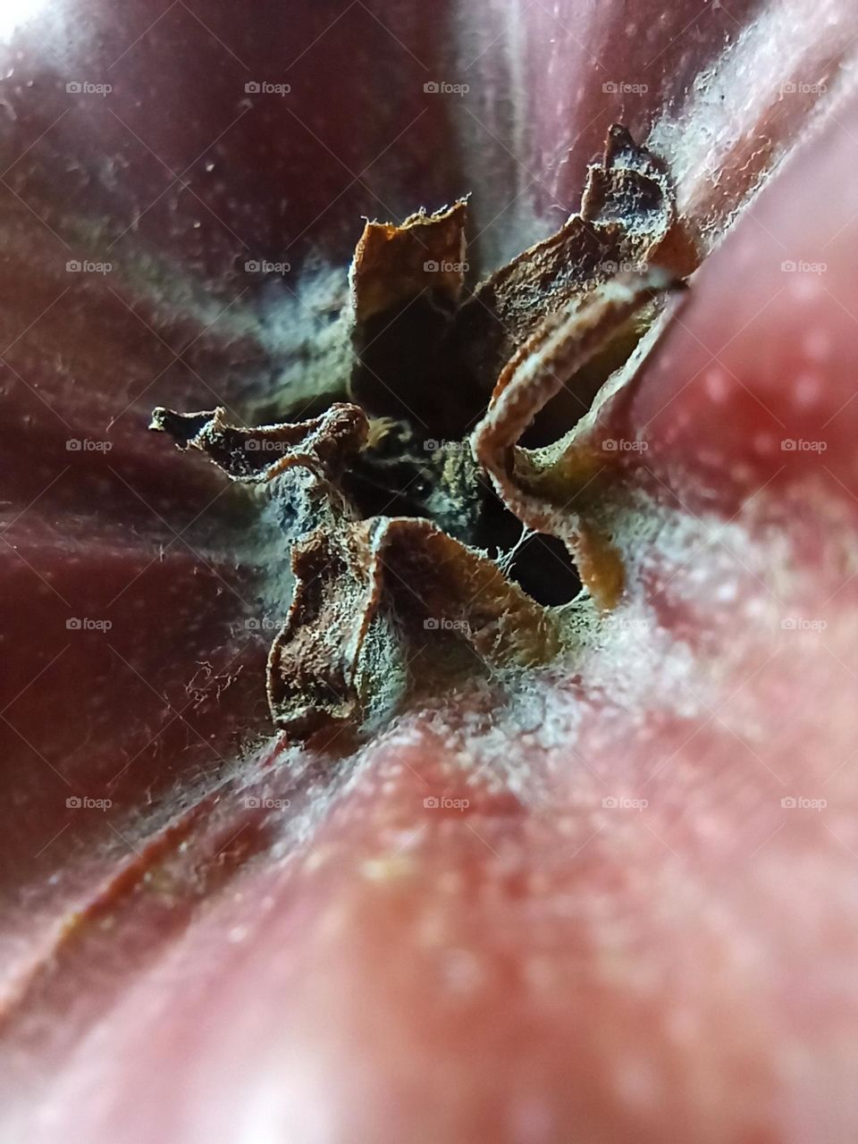 apple macro photography