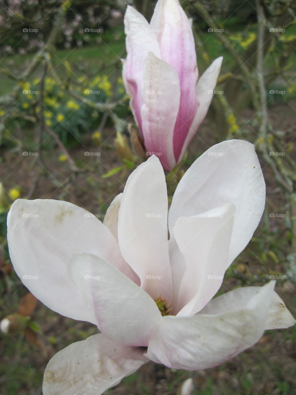 Flower, Nature, Magnolia, No Person, Leaf