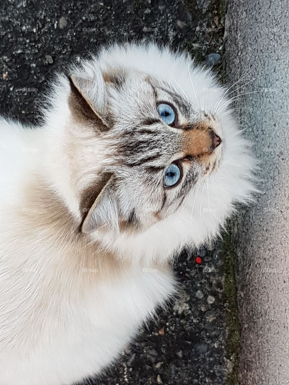 Cat in the street