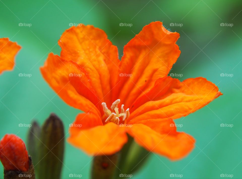 Cordia flower green background