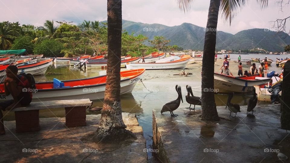 beautiful landscape of the beach with its boats, pelicans and in the distance beautiful mountains