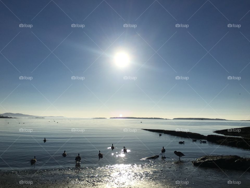 Geese swimming under shining sun