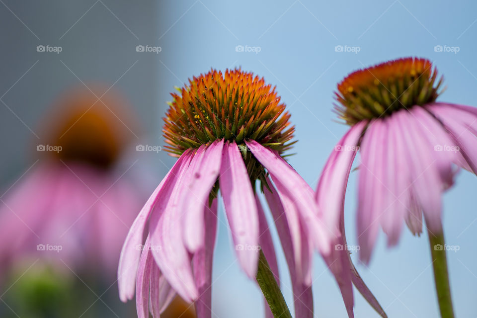 Coneflower