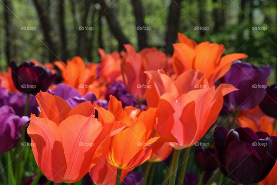 Tulips