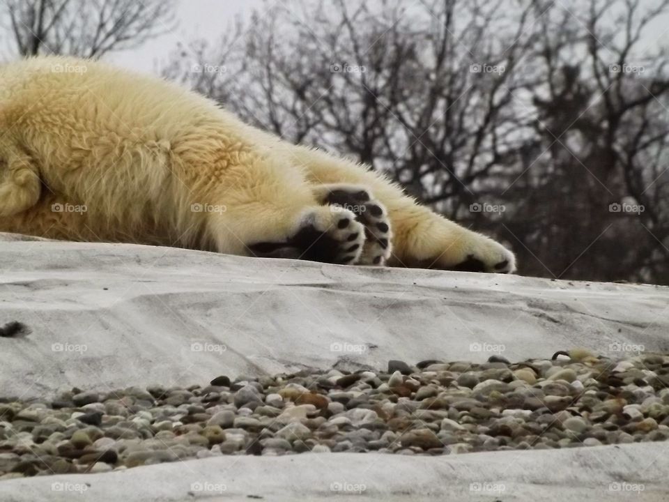 paws. polar bear paws at the Detroit zoo