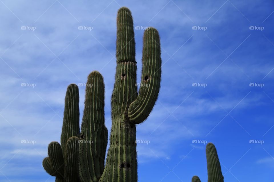 Saguaro cactus 