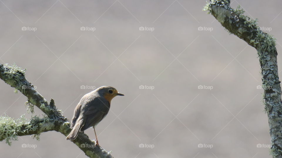 Robins in silhouette 