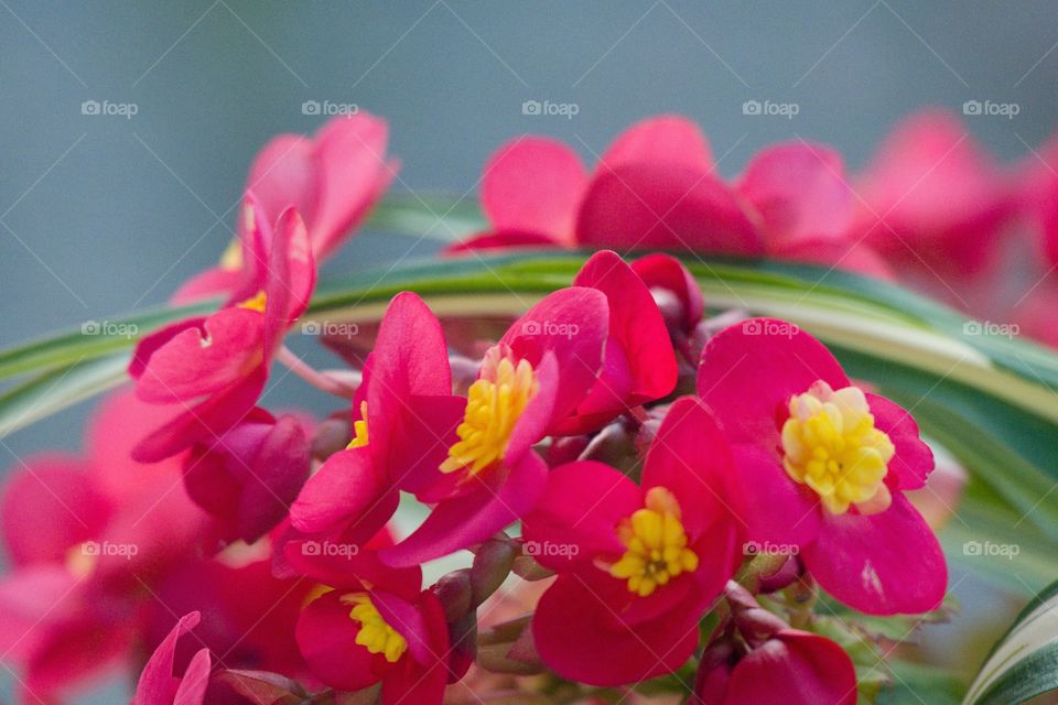 Pinkish red flowers