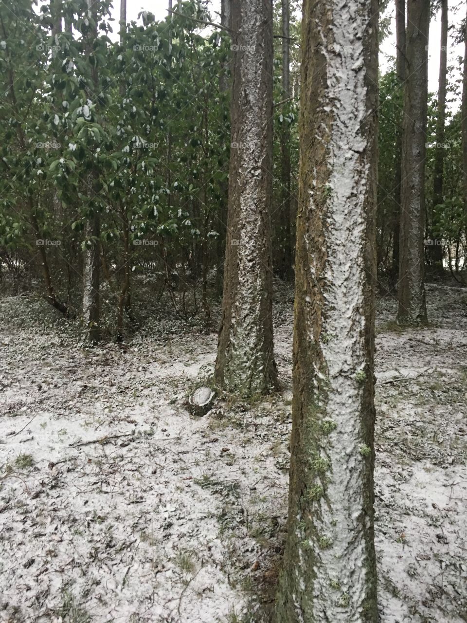 Snow sided trees