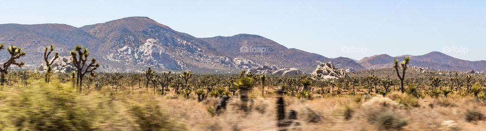 Joshua Tree