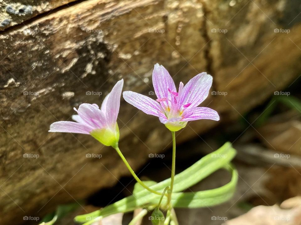 Two pink spring beauty flowers growing in front of a log