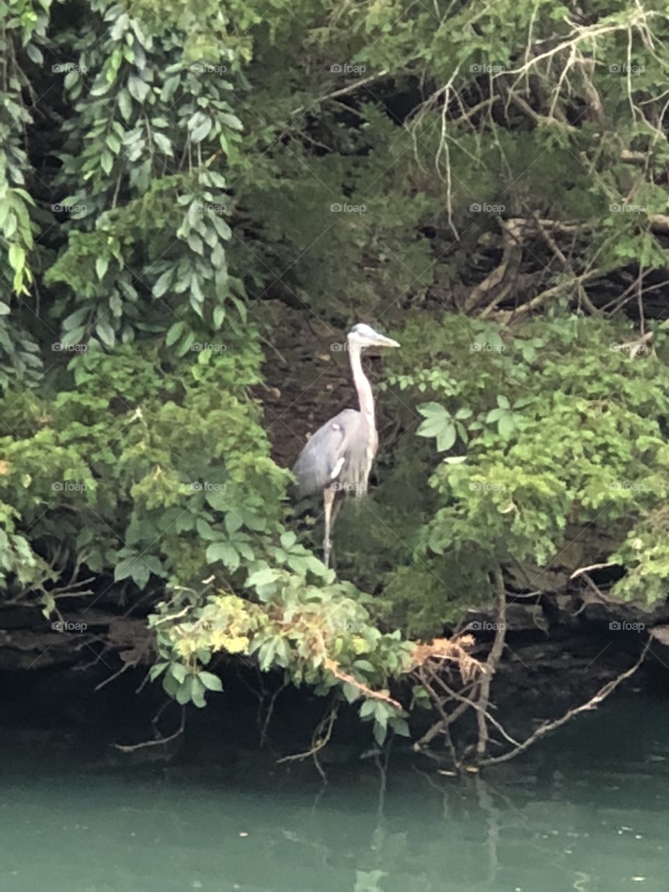 Blue heron 