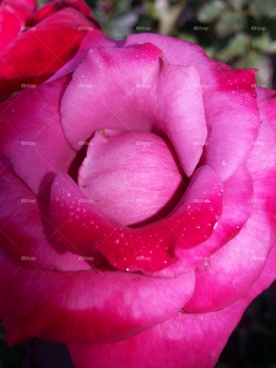 A Rose by any other name...