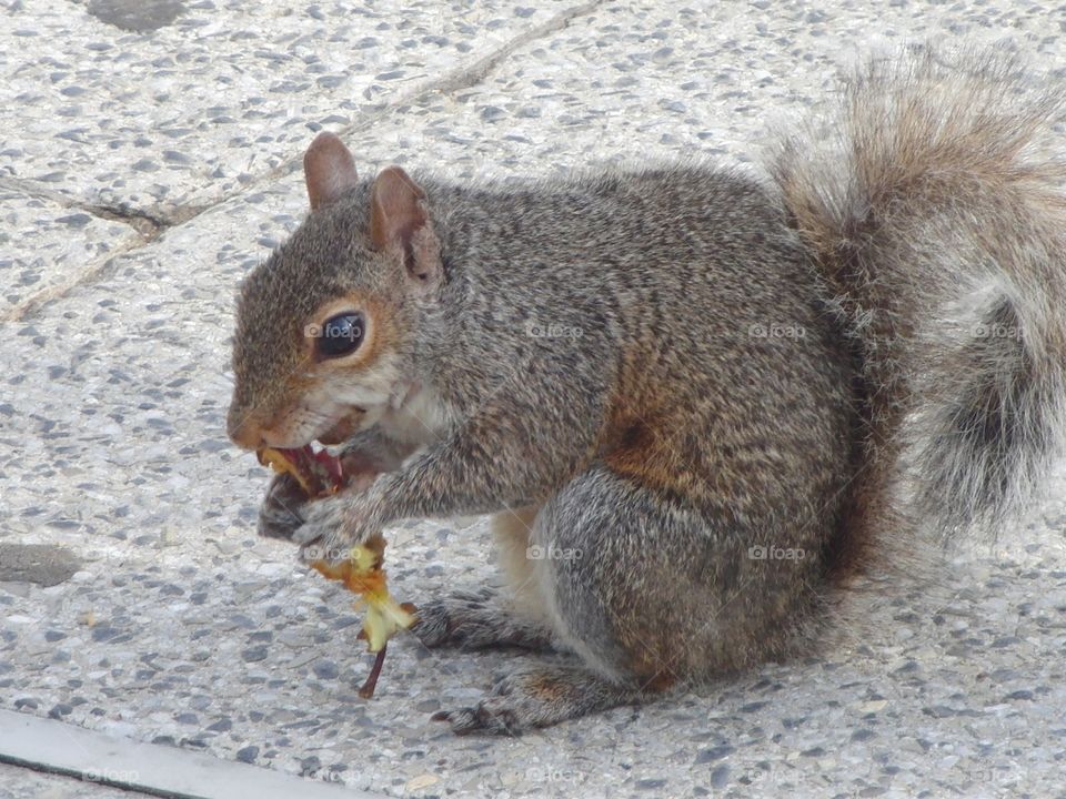 Squirrel eating