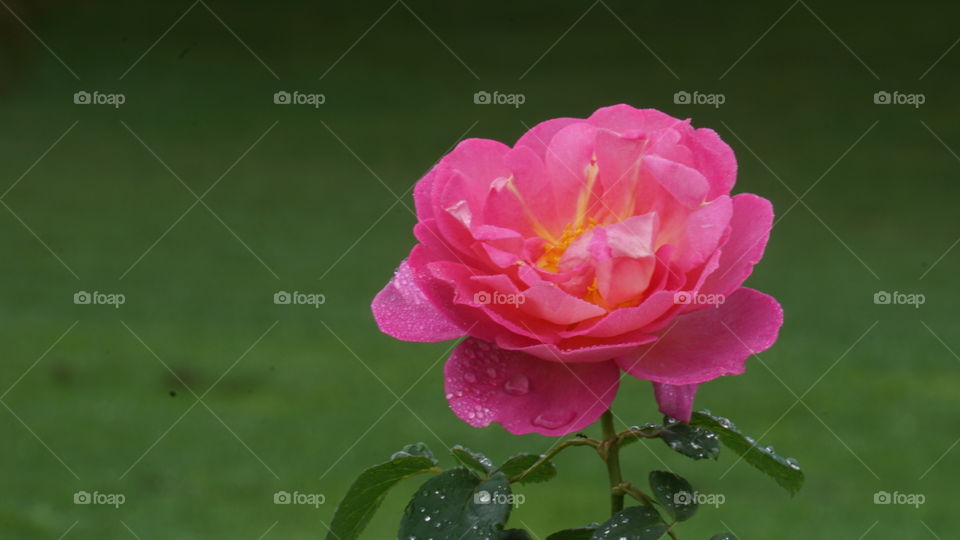 Pink rose in garden
