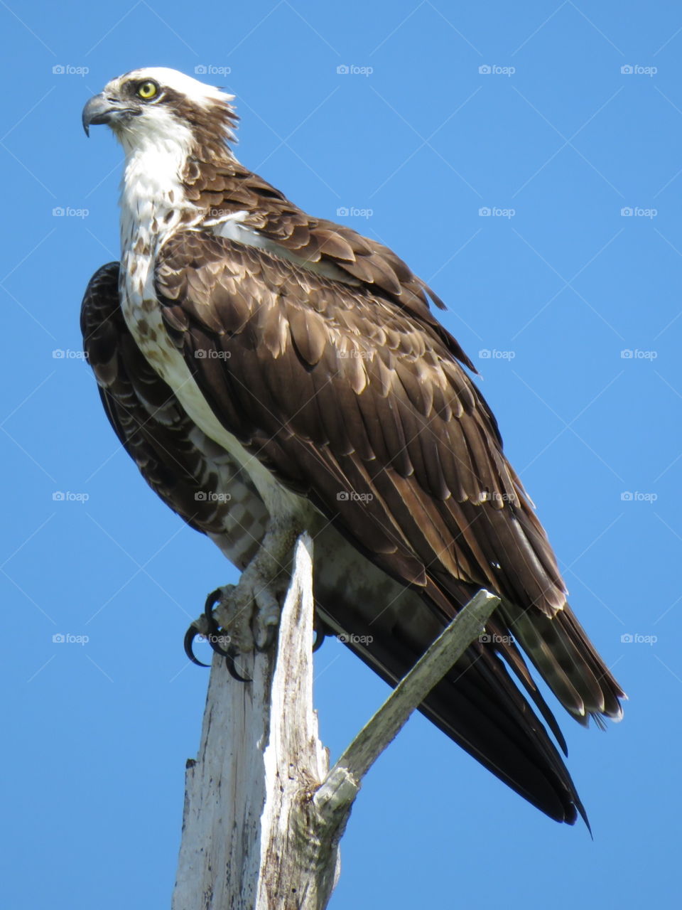 Osprey at Lover's Key