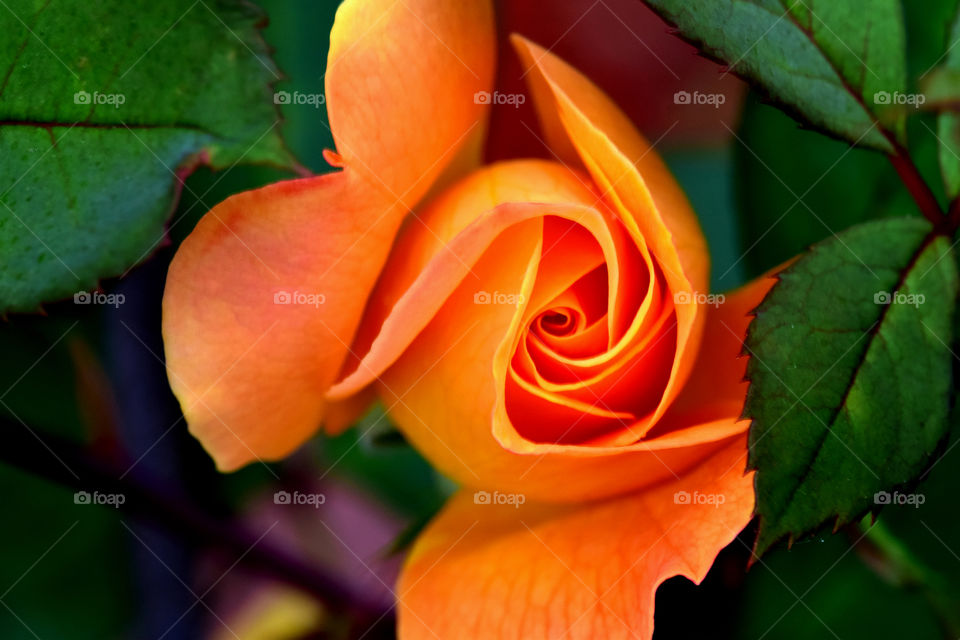 Close up peach rose