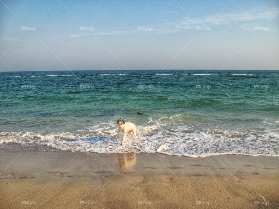 the dog shakes off water собака отряхивается от воды