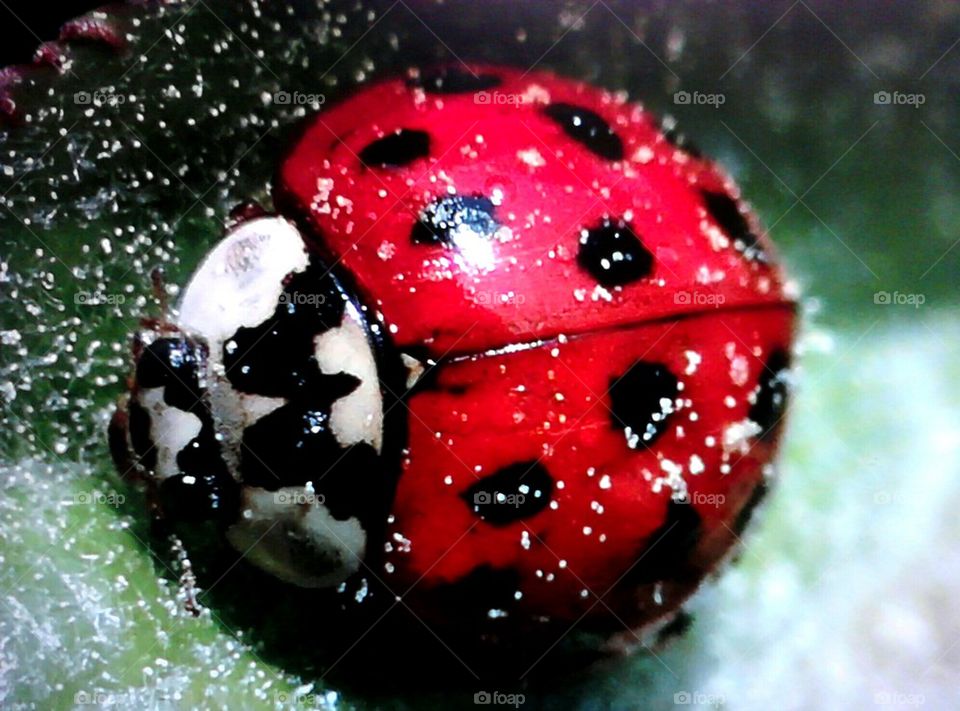 luck be a lady(bug)