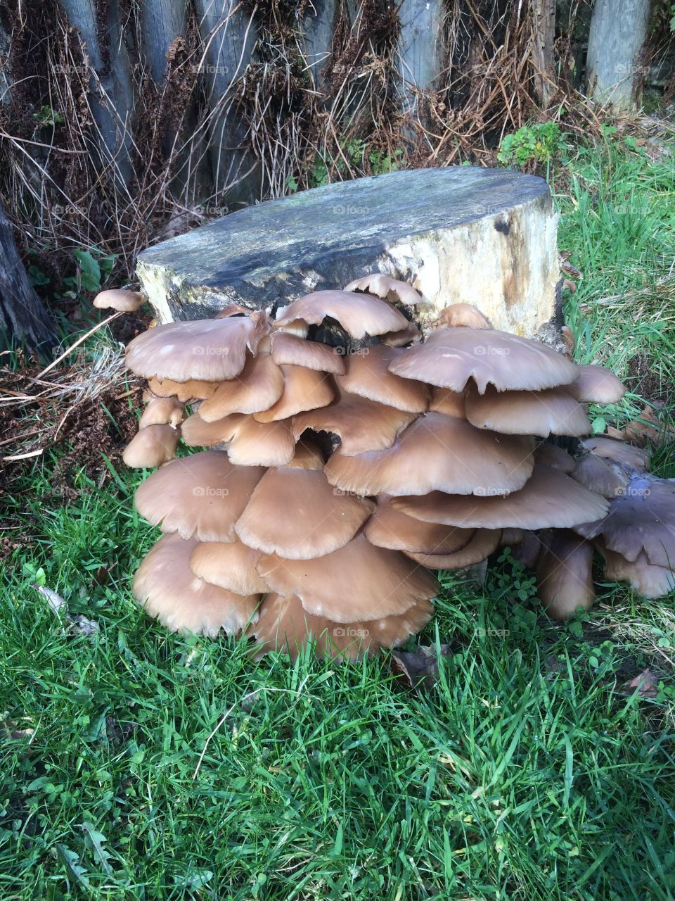 Mushrooms growing from an old tree stump. 