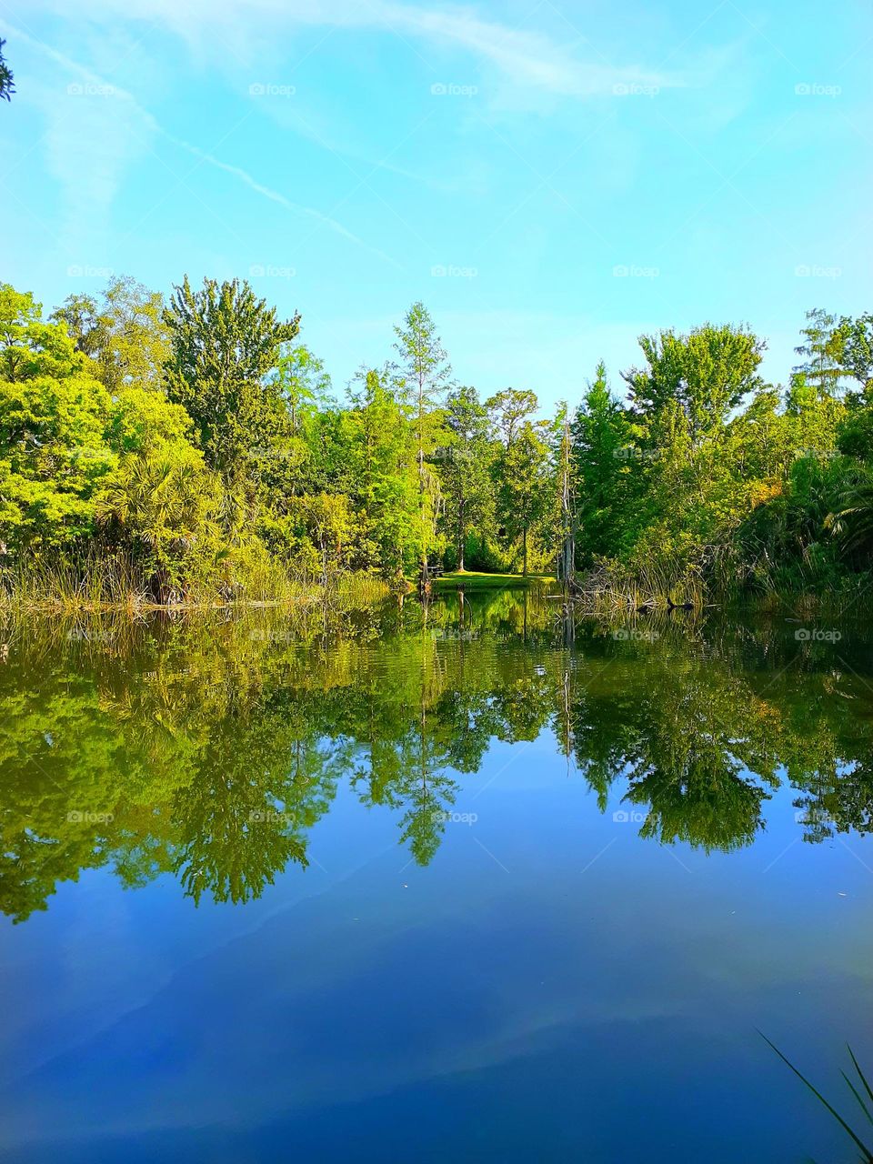 A landscape photo of Alice's Pond at Mead Botanical Garden. With blue sky and green trees that are reflected in the water.