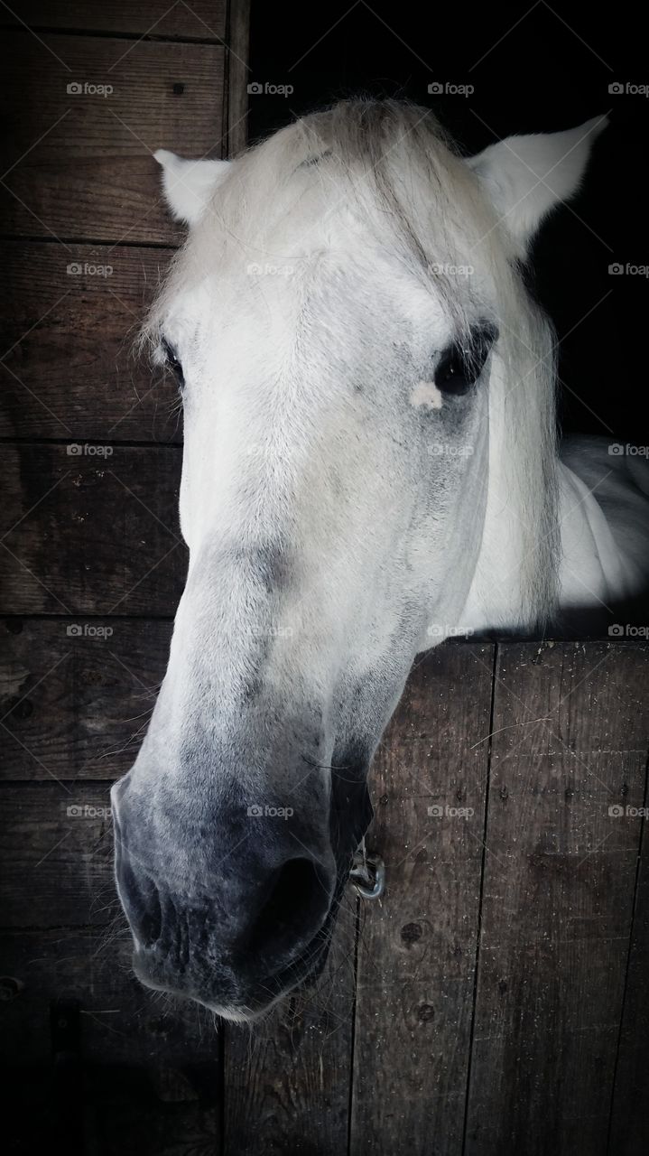 Horse standing in stable