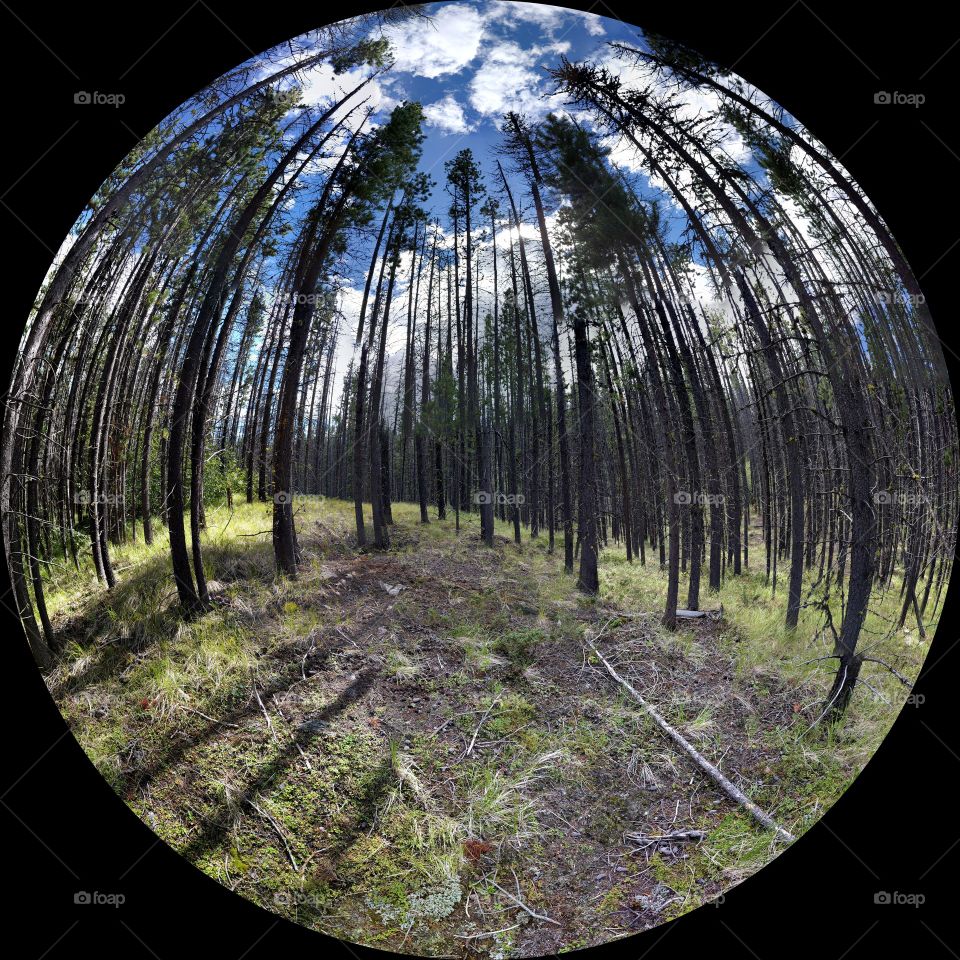 lodgepole pine forest
